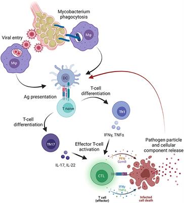 Infectious Agents and Bone Marrow Failure: A Causal or a Casual Connection?